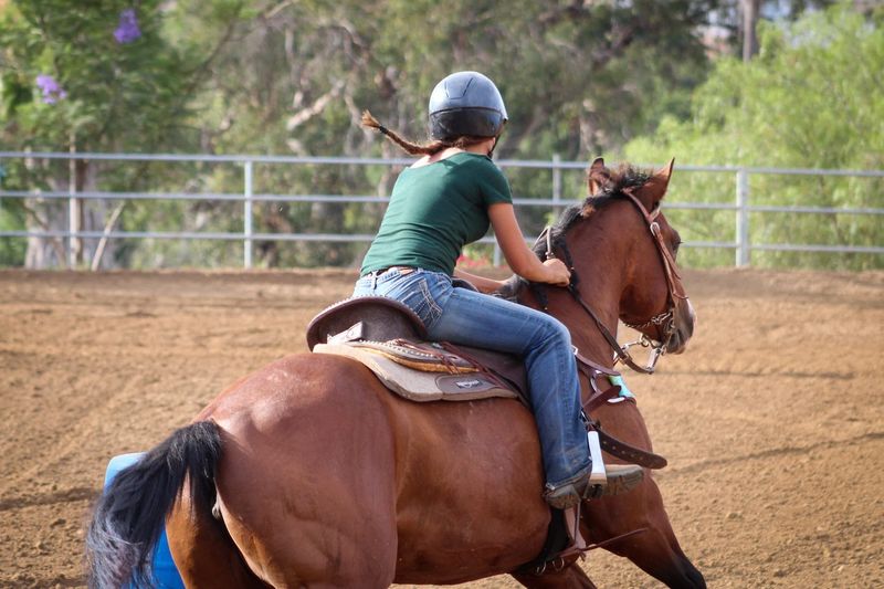 Cover image for The new immigration system and the equestrian community